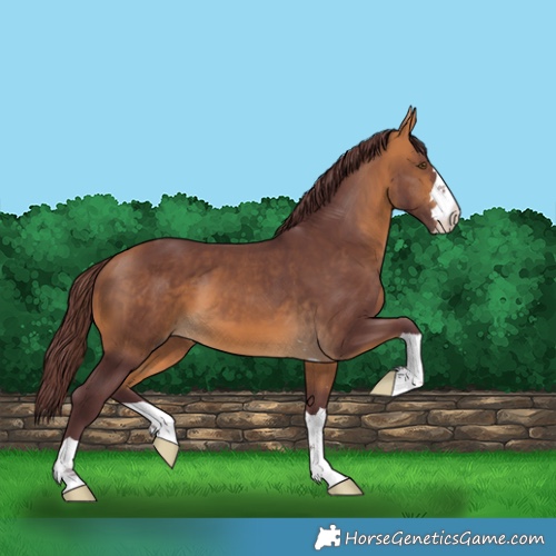 Horse Color:Chocolate Buckskin 
