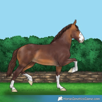 Horse Color:Chocolate Buckskin 