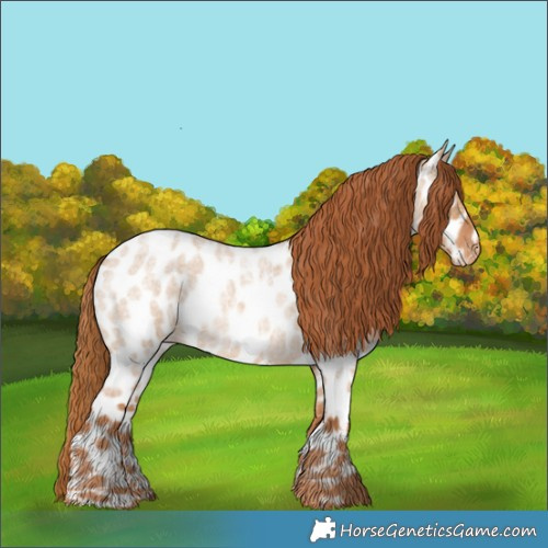 Horse Color:Red Dun Roan Appaloosa 