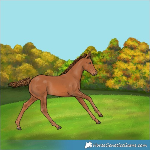 Horse Color:Chestnut Rabicano 