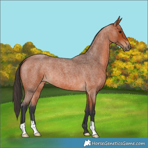 Horse Color:Bay Roan 