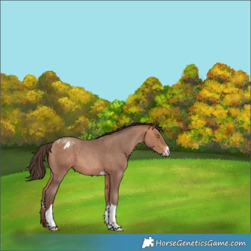 Horse Color:Amber Champagne Sabino Tobiano Appaloosa  and Amber Champagne Sabino Tobiano Appaloosa 