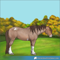 Horse Color:Amber Champagne Sabino Tobiano Blanket  and Amber Champagne Sabino Tobiano Blanket 