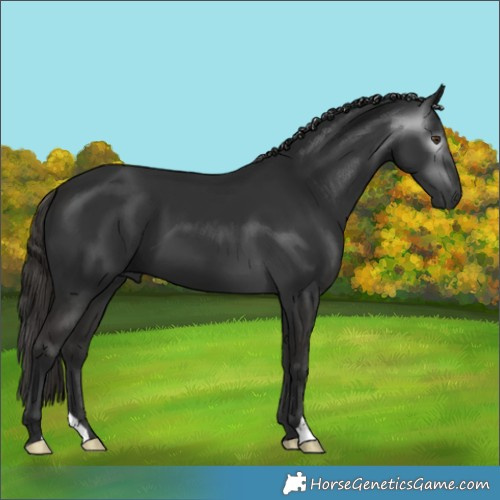Horse Color:Gray Liver Chestnut 