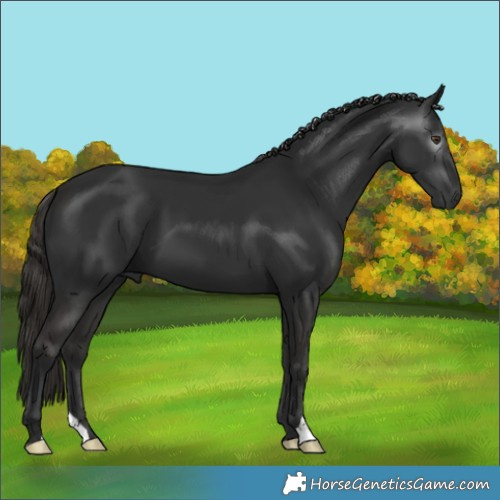 Horse Color:Gray Liver Chestnut