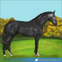 Horse Color:Gray Liver Chestnut
