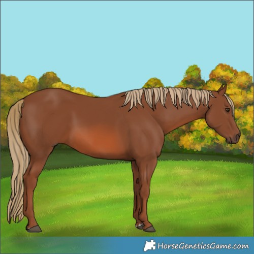 Horse Color:Chestnut 