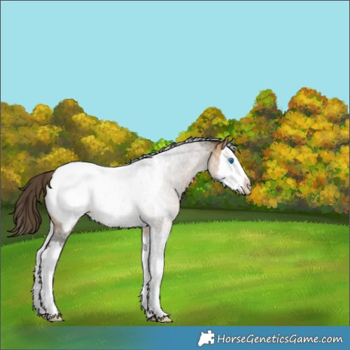 Horse Color:Buckskin Roan Splash Appaloosa 