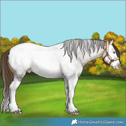 Horse Color:Buckskin Roan Splash Appaloosa 