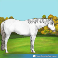 Horse Color:Smoky Blue Roan Tobiano Frame Appaloosa 