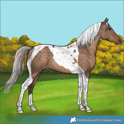 Horse Color:Silver Brown Dun Tobiano Rabicano 