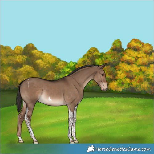 Horse Color:Liver Red Dun Tobiano Rabicano 