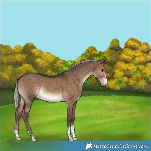 Horse Color:Silver Bay Dun 