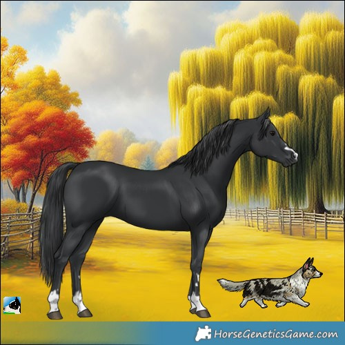 Horse Color:Black 