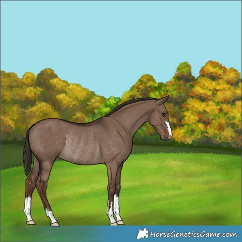 Horse Color:Liver Red Dun Rabicano 