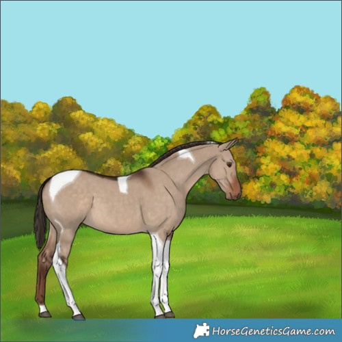 Horse Color:Liver Red Dun Tobiano