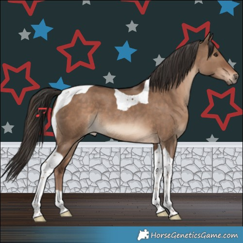 Horse Color:Liver Red Dun Tobiano 