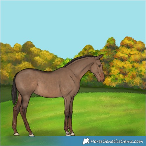Horse Color:Liver Red Dun 