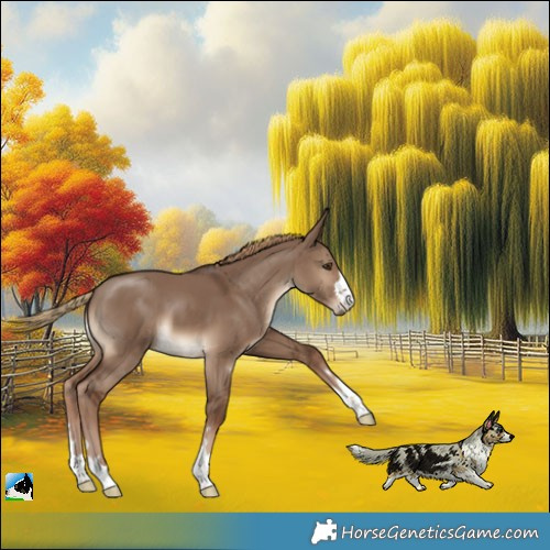 Horse Color:Liver Red Dun 