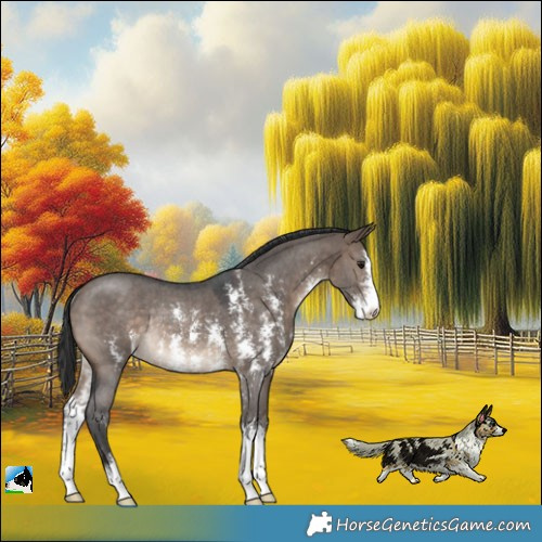 Horse Color:Brown Dun Sabino Rabicano 