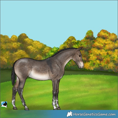 Horse Color:Brown Dun Sabino Rabicano 