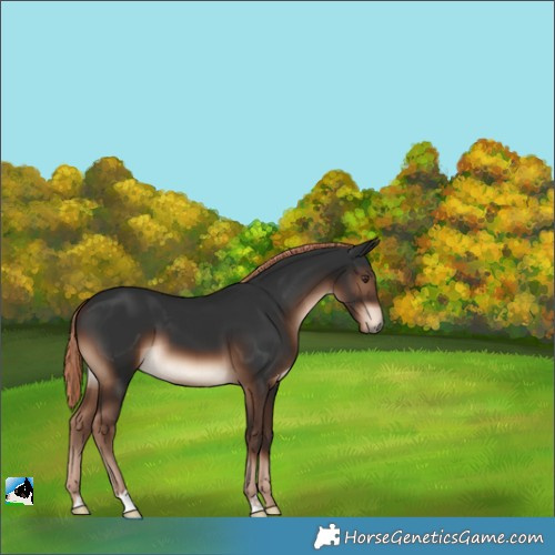Horse Color:Liver Chestnut 