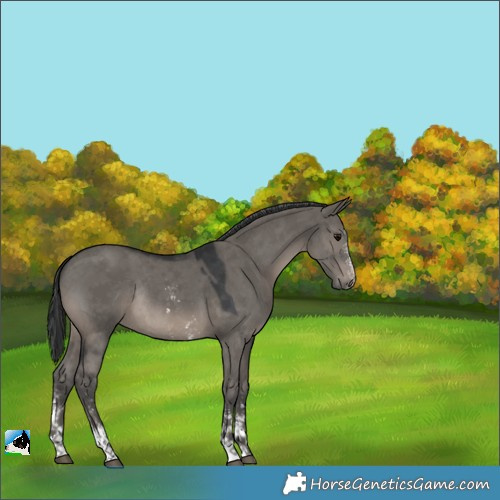 Horse Color:Grullo Sabino Rabicano 