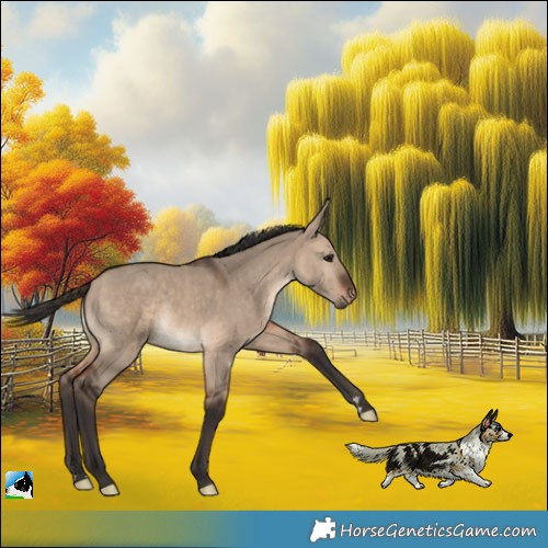 Horse Color:Bay Dun Rabicano 