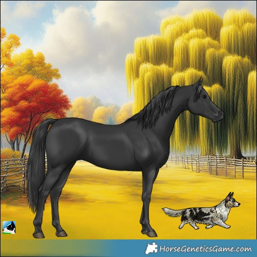 Horse Color:Black 