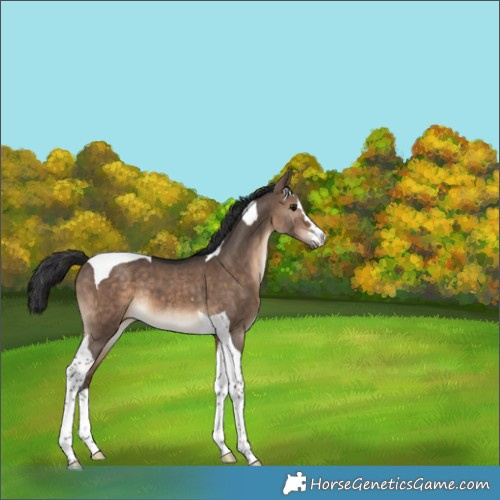 Horse Color:Bay Dun Tobiano 