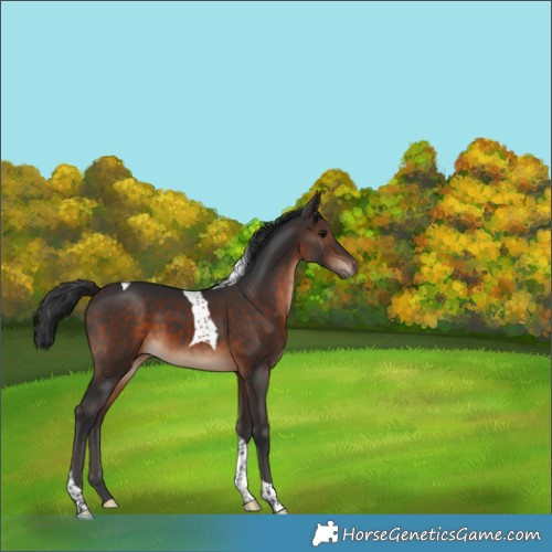 Horse Color:Bay Tobiano 
