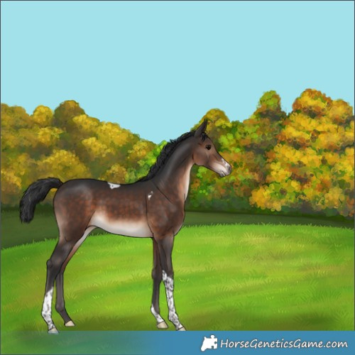 Horse Color:Brown Tobiano