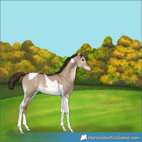 Horse Color:Liver Red Dun Tobiano Rabicano