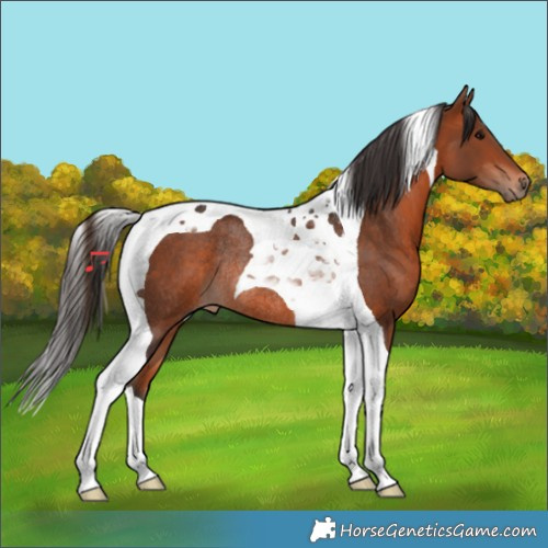 Horse Color:Bay Tobiano Rabicano 