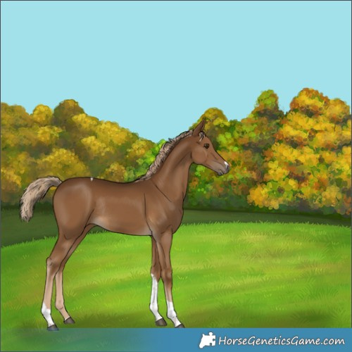 Horse Color:Chocolate Palomino Tobiano Rabicano 