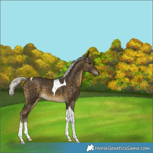 Horse Color:Silver Buckskin Tobiano Rabicano 