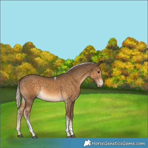 Horse Color:Chocolate Palomino Tobiano Rabicano 