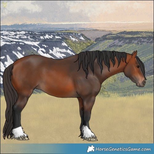 Horse Color:Bay 