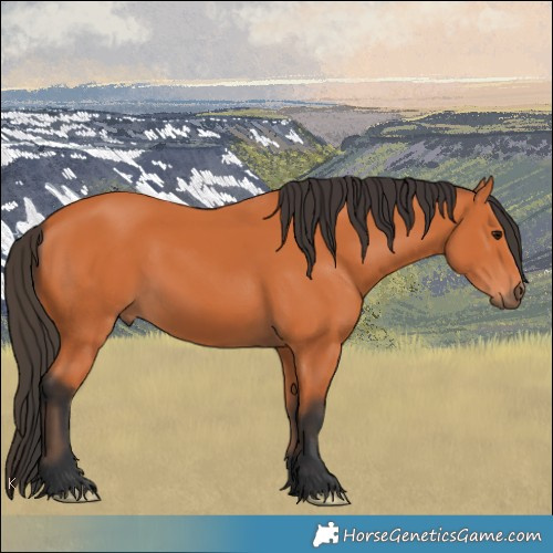 Horse Color:Bay 
