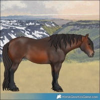 Horse Color:Brown 