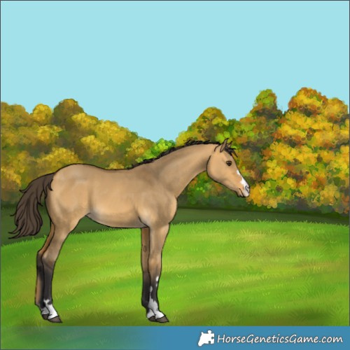 Horse Color:Buckskin Dun 