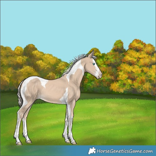 Horse Color:Cremello Splash Tobiano 