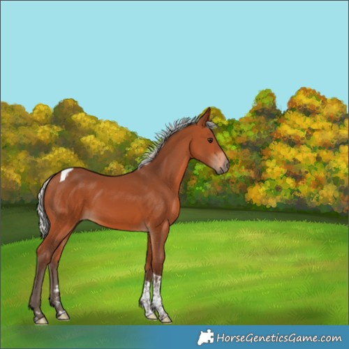 Horse Color:Silver Bay Tobiano