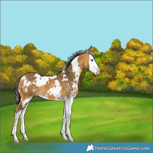Horse Color:White Spotted Buckskin Splash