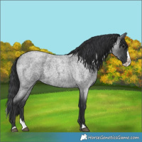 Horse Color:Blue Roan Splash