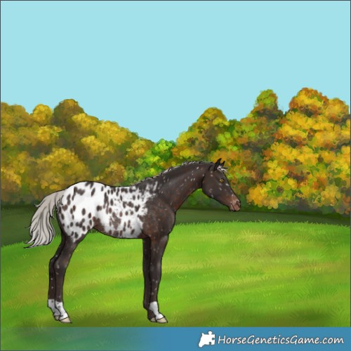 Horse Color:Silver Brown Appaloosa Rabicano 