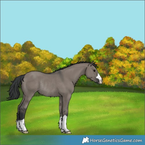 Horse Color:Grullo Rabicano 