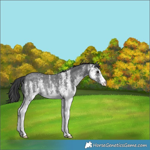 Horse Color:White Spotted Black Rabicano 