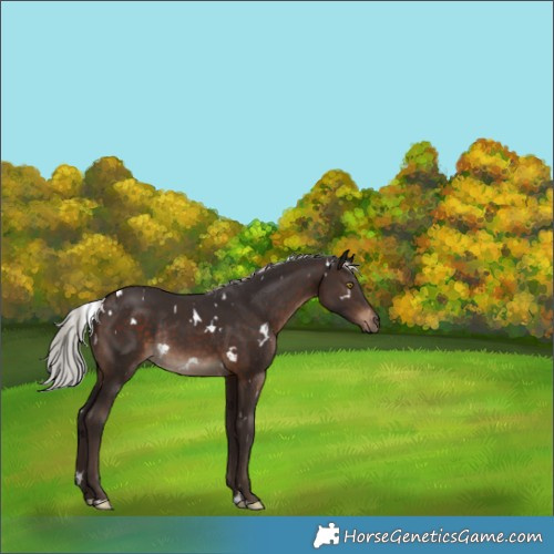 Horse Color:White Spotted Silver Brown Rabicano 