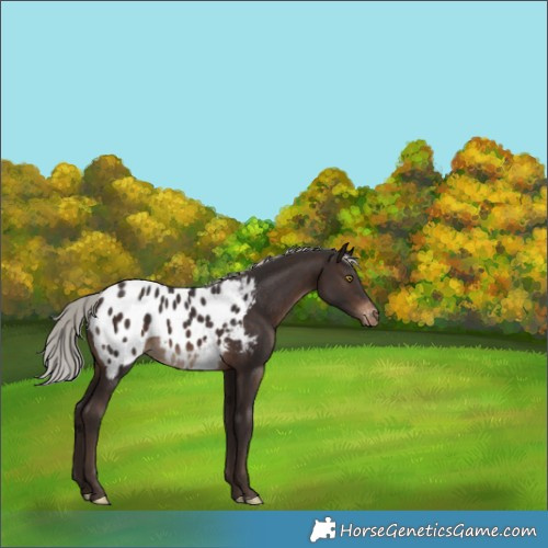 Horse Color:Silver Brown Appaloosa 